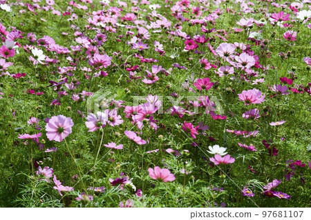 尼崎向川波斯菊花園（2022年，兵庫縣尼崎市） 97681107
