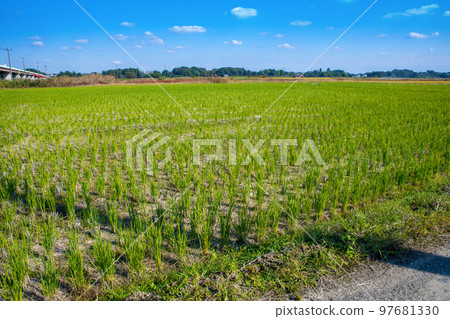 Onaribashi, the widest river in Japan Autumn scenery, Yoshimicho, Konosu city 97681330