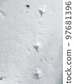 Snowy morning pheasant footprints Multiple 97681396