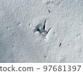Pheasant footprints in the snow morning 97681397