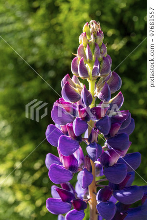 具有美麗紫色透射光的豆科羽扇豆花 97681557