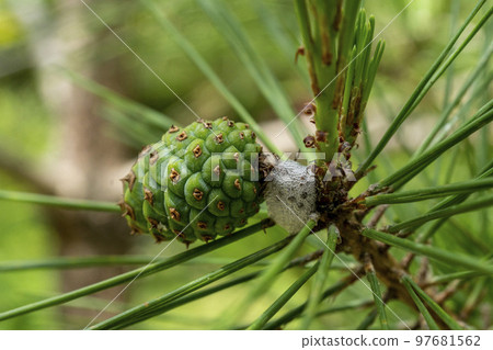 日本黑松幼松果、錐和蚜蟲泡 97681562