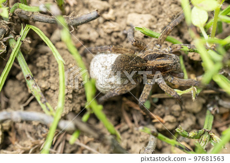保護腹部下的卵和卵囊的蜘蛛 97681563