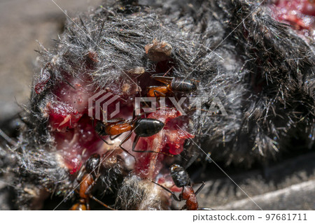 Carpenter ants eating a mouse carcass Carpenter ants eating a mouse carcass 97681711