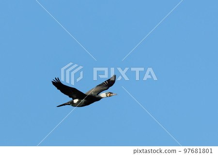 Creatures Wild Birds Great cormorants are plain black birds, but their wedding colors are quite colorful Creatures Wild Birds Great cormorants are plain black birds, but their wedding colors are quite colorful 97681801