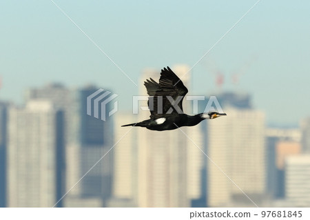 Creatures, wild birds, great cormorants, flying with the waterfront buildings in the background Creatures, wild birds, great cormorants, flying with the waterfront buildings in the background 97681845