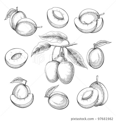 Plum fruits engraved Plum fruits engraved 97681982