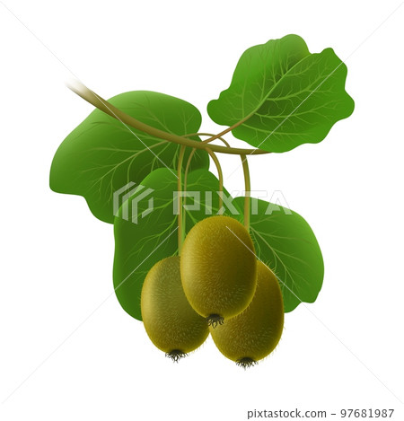 Kiwifruits branch isolated 97681987