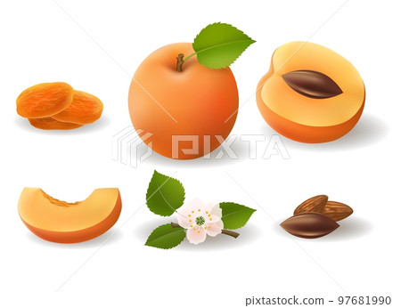 Apricot fruits flower and kernels 97681990