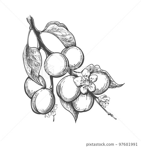Apricot branch engraving 97681991
