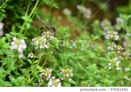 吸食百里香花蜜的黃蜂 吸食百里香花蜜的黃蜂 97681992