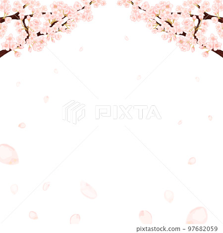 Spring white background frame with scattered cherry blossom petals Spring white background frame with scattered cherry blossom petals 97682059