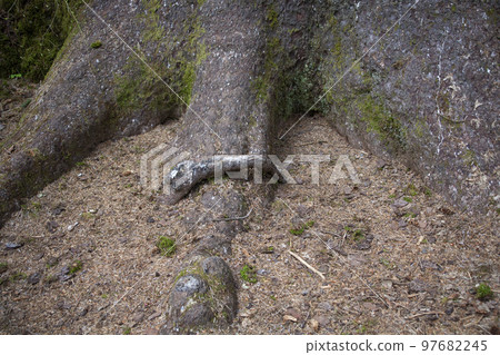 tree roots tree roots 97682245