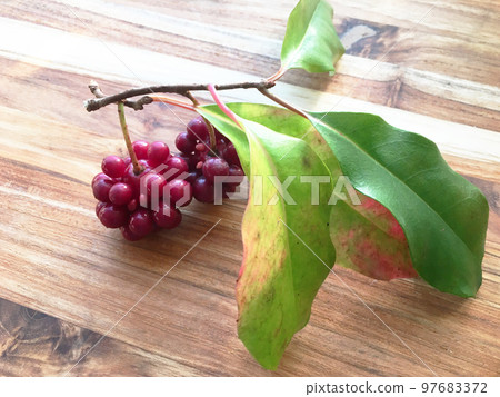 Mikuzu Material / 照片的肖像 97683372