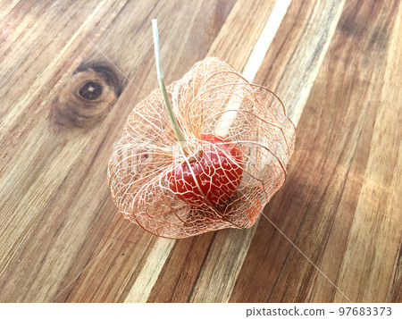 葉脈中的綠色燈籠素材/照片 葉脈中的綠色燈籠素材/照片 97683373