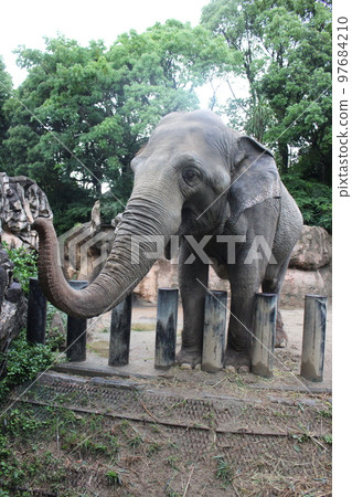 Experience feeding the Ceylon Elephant at Itozu Forest Park Experience feeding the Ceylon Elephant at Itozu Forest Park 97684210