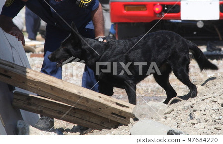 Rescue dog (black hair) that participated in disaster drills Rescue dog (black hair) that participated in disaster drills 97684220