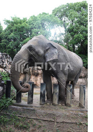 Experience feeding Ceylon Elephants at Itozu Forest Park, Kitakyushu Experience feeding Ceylon Elephants at Itozu Forest Park, Kitakyushu 97684224