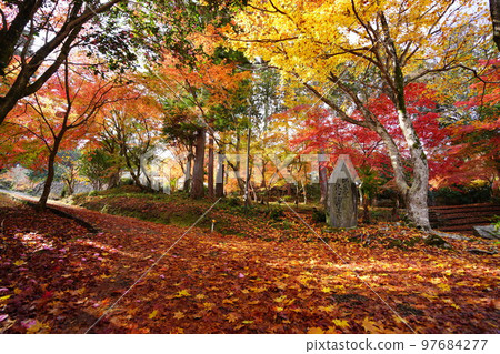 Autumn leaves of Yamadera Temple in Kyoto, the approach to the approach of fallen leaves of Japanese maple, low angle Autumn leaves of Yamadera Temple in Kyoto, the approach to the approach of fallen leaves of Japanese maple, low angle 97684277