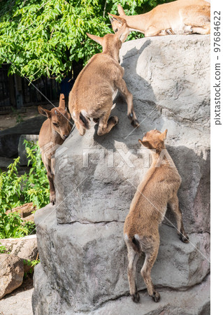 Markhor goatlings jump on the rocks. Markhor, Capra falconeri 97684622