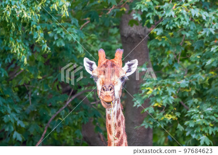 Close-up giraffe head on green leaves background 97684623