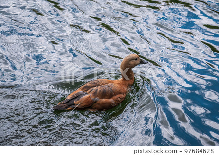 Ruddy Shelduck, or red duck, lat. Tadorna ferruginea, swimming on a lake. Ruddy Shelduck, or red duck, lat. Tadorna ferruginea, swimming on a lake. 97684628