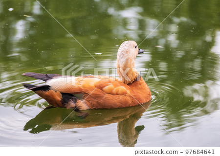 Ruddy Shelduck, or red duck, lat. Tadorna ferruginea, swimming on a lake. Ruddy Shelduck, or red duck, lat. Tadorna ferruginea, swimming on a lake. 97684641