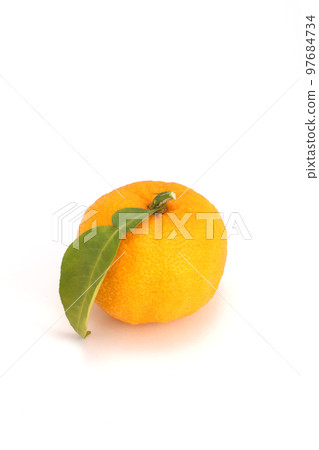 香櫞 香櫞 97684734