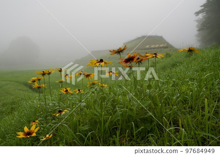 連接梯田 三河內的梯田 夏日清晨的梯田 朝霧 97684949