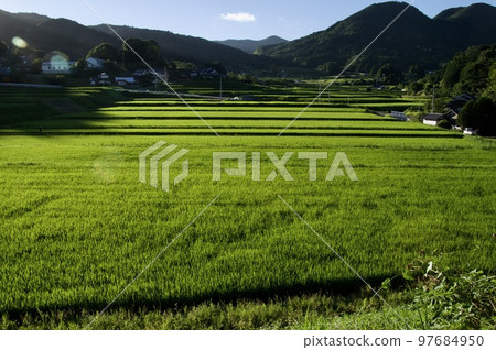 連接梯田的遺產 三河內梯田 夏日早晨 今串山 97684950