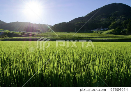連接梯田遺產 三河內梯田 夏日早晨 97684954