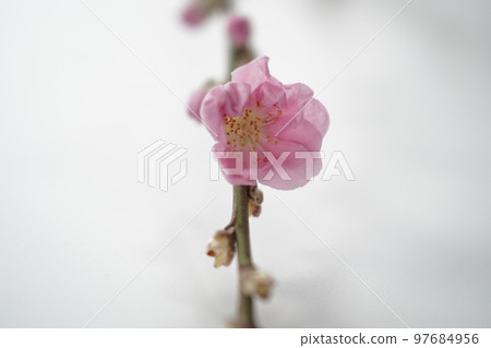 桃花粉電子顯微照片（對象） 97684956