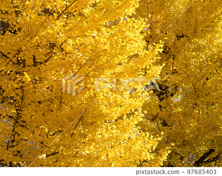 A yellow leafy ginkgo bunched trees 97685403