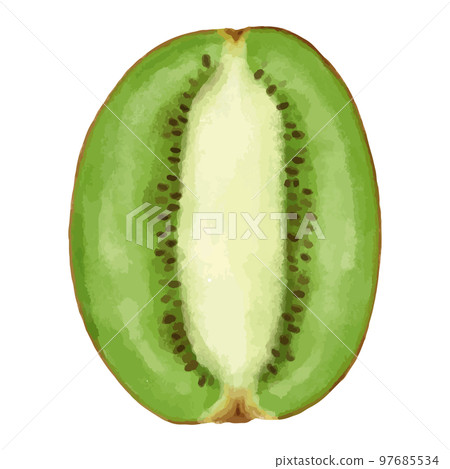 獼猴桃垂直橫截面水彩風格插圖 獼猴桃垂直橫截面水彩風格插圖 97685534