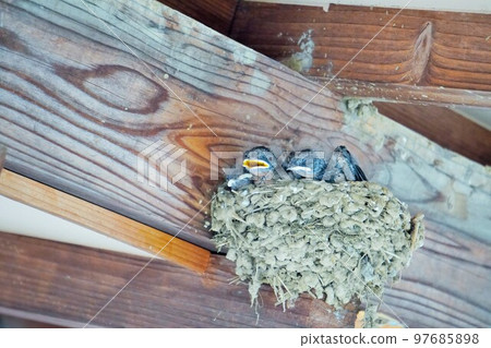 Three young swallow chicks with downy hair sleeping in their nest Three young swallow chicks with downy hair sleeping in their nest 97685898