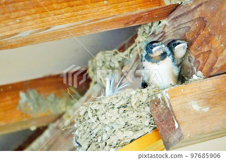成年換羽換羽燕雛鳥出巢等待父母 成年換羽換羽燕雛鳥出巢等待父母 97685906