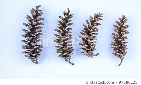 Himalayan pine cone on white background, isolated object Himalayan pine cone on white background, isolated object 97686123
