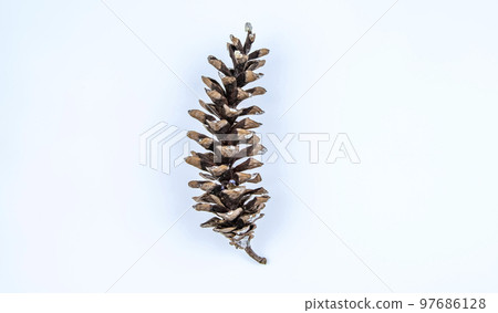 Himalayan pine cone on white background, isolated object 97686128