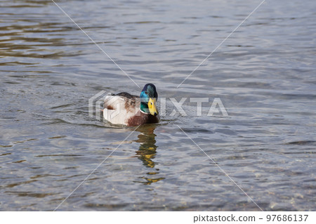 冬季在琵琶湖越冬的野鴨特寫 97686137