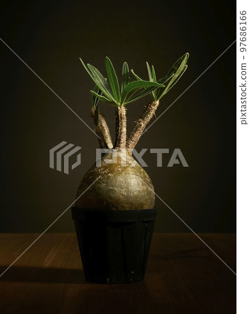 Glakiris on a black background 97686166