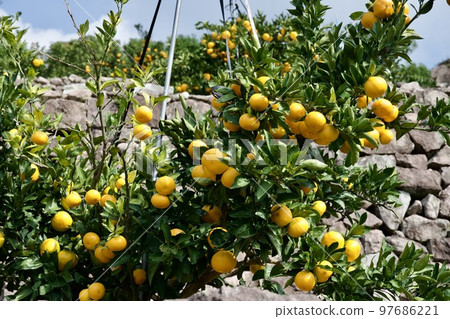 Kumamoto's early oranges 97686221