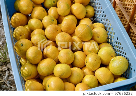 Kumamoto's early oranges 97686222