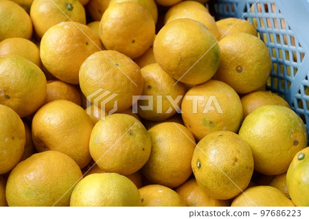 Kumamoto's early oranges 97686223