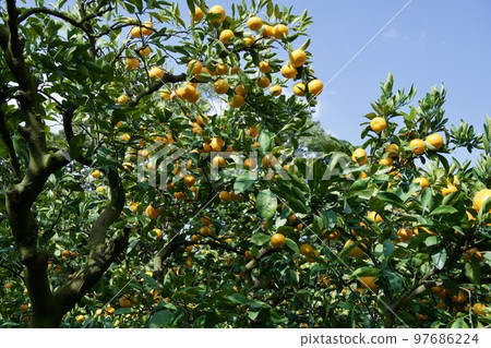 熊本的早熟橙子 97686224