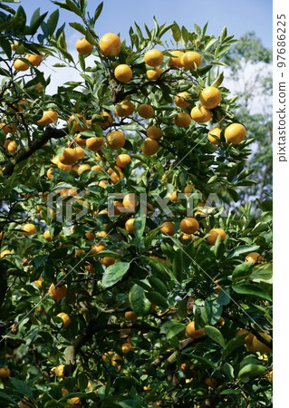 熊本的早熟橙子 熊本的早熟橙子 97686225