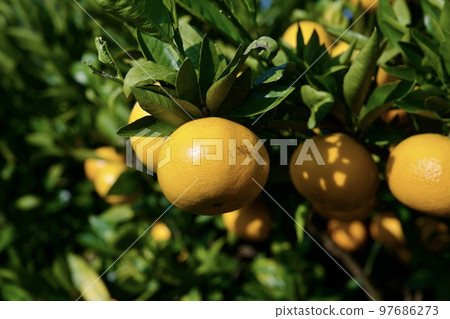 熊本的早熟橙子 97686273