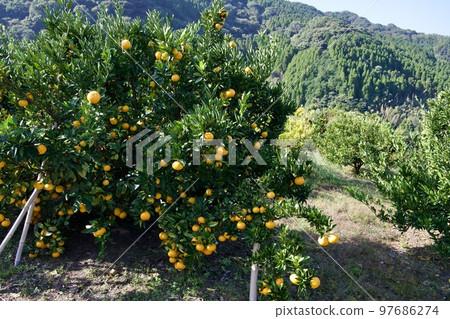 熊本的早熟橙子 熊本的早熟橙子 97686274