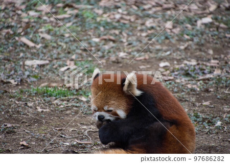 Lesser panda 97686282