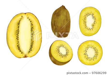 不同金色奇異果的水彩風格插圖集 不同金色奇異果的水彩風格插圖集 97686299