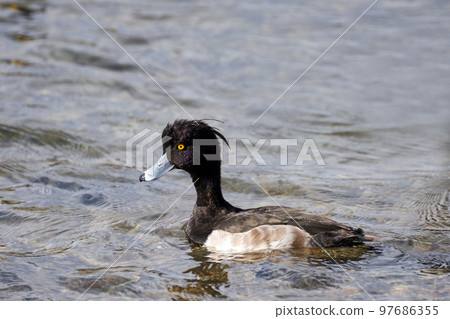 Tufted duck overwintering in Lake Biwa in winter 97686355